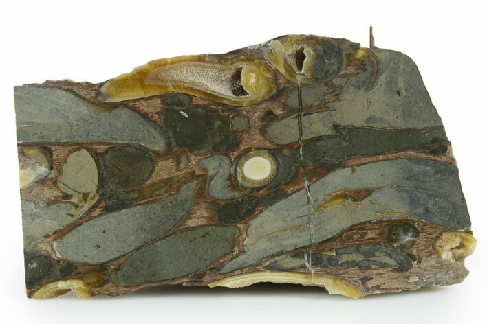 Polished Fossil Teredo (Shipworm Bored) Wood - England #351114